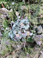 Actinotus bellidioides