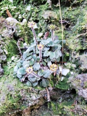 Actinotus bellidioides
