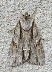 Acronicta valliscola