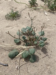 Eriogonum rotundifolium