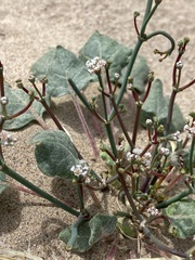 Eriogonum rotundifolium