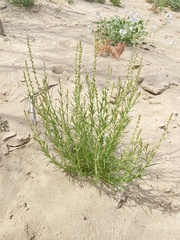 Oligomeris linifolia