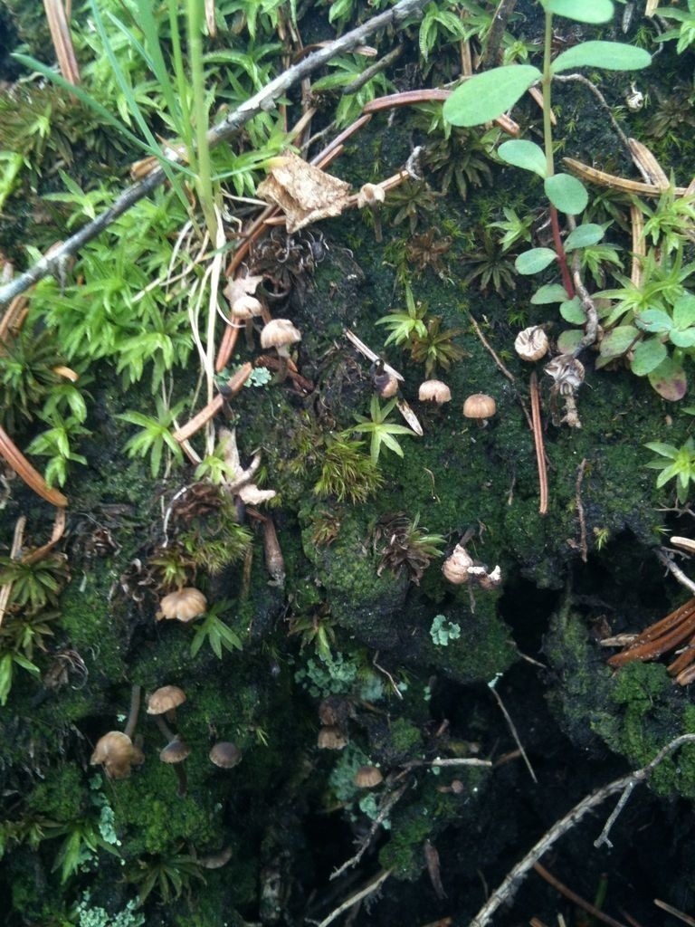 Lichenomphalia meridionalis