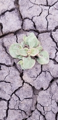 Atriplex saccaria