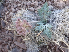 Vesper purpurascens