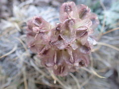 Vesper purpurascens
