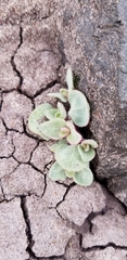 Atriplex saccaria