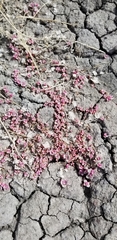 Atriplex saccaria