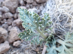 Vesper purpurascens