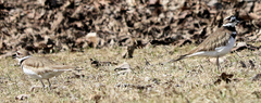 Charadrius vociferus