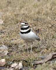 Charadrius vociferus