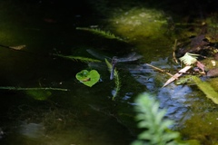 Pachydiplax longipennis
