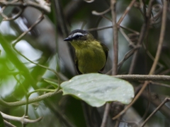 Ornithion semiflavum