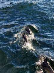Delphininae
