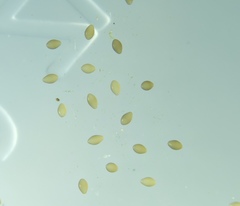 Pachydiplax longipennis