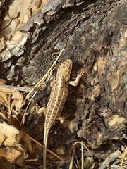 Sceloporus slevini