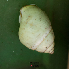 Amphidromus palaceus