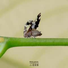 Ricanoptera fenestrata