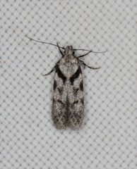 Pseudotelphusa palliderosacella