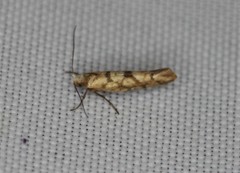 Argyresthia alternatella