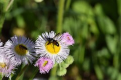 Cylindromyia bicolor