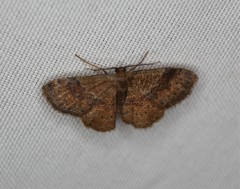 Leptostales ferruminaria