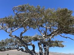 Forchhammeria watsonii