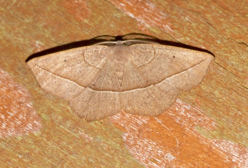 Geometridae image