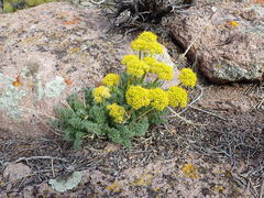 Lomatium parryi