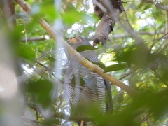 Micrastur ruficollis