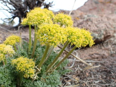 Lomatium parryi