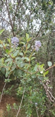 Ceanothus tomentosus olivaceus