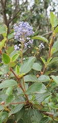 Ceanothus tomentosus olivaceus