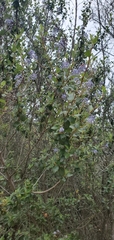 Ceanothus tomentosus olivaceus