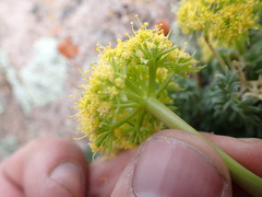Lomatium parryi