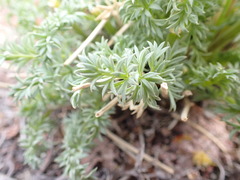 Lomatium parryi