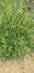 Lonicera subspicata denudata