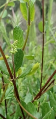 Lonicera subspicata denudata