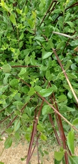 Lonicera subspicata denudata