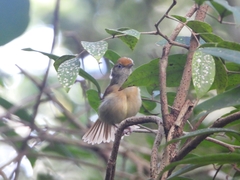 Tunchiornis ochraceiceps