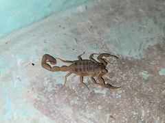 Centruroides vittatus