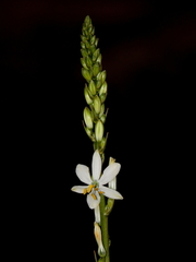 Trihesperus glaucus