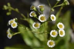 Erigeron darrellianus