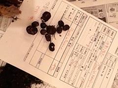 Coprinopsis igarashii