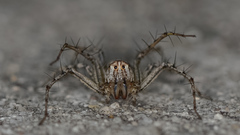 Oxyopes acleistus