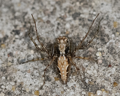 Oxyopes acleistus