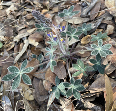 Lupinus huachucanus