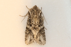 Egira cognata