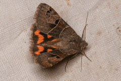 Drasteria edwardsii