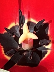 Tulipa
